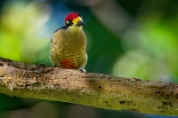 Datel cernolici - Melanerpes pucherani - Black-cheeked Woodpecker o6448